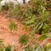 Driver loses control, crushes toddler, mother to death in Ogun
