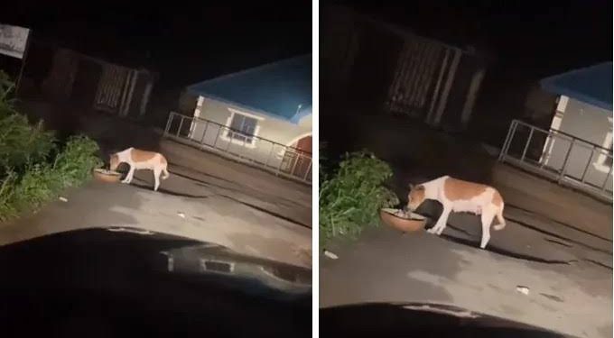 Dog caught on tape eating ‘sacrifice’ from calabash dropped by the roadside