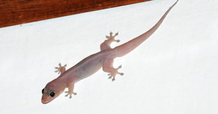 Ogun: Chartered Accountant, his wife, two children, two relatives dies mysteriously after ‘eating food trampled by wall gecko’