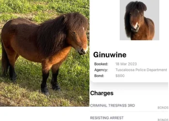 Police charge horse with criminal trespassing, resisting arrest’ after two-hour pursuit