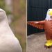 Zoo hiring people to dress up as birds so as to scare away seagulls
