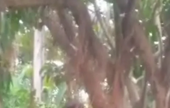 Man found hanging from tree along LASU-Isheri Road
