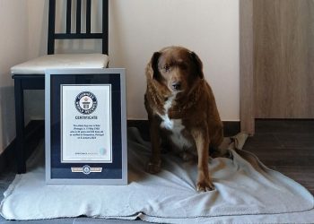 World’s oldest dog, Bobi, is celebrating his birthday with 100 guests from several countries flying to Portugal to attend