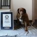 World’s oldest dog, Bobi, is celebrating his birthday with 100 guests from several countries flying to Portugal to attend