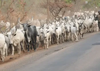 Insecurity: Cattle breeders laments how Buhari failed them 