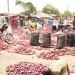 Nigeria Loses $420m Annually Due To Onions Scarcity