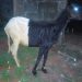 Court jails 25-year-old man for stealing sheep