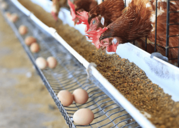 25m jobs at stake as farmers see poultry sector collapse looming