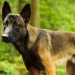 Police arrest owner of dog that caused death of 30-year-old engineer in Kwara