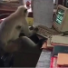 Tech savvy monkey spotted ‘working’ on computer at railway office (video)