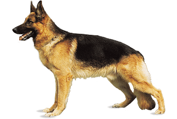 Woman Narrates How Dogs Attacked Her, Killed Her Baby