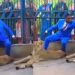 Pastor locks self up with 3 lions, Lawmaker offers paid trip to Zoo as gift
