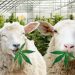 Herd Of Sheep Accidentally Eats 100 Kg Of Cannabis