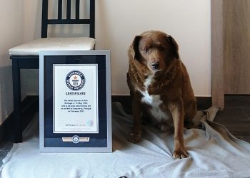 World’s oldest dog and Guinness World Record holder, Bobi, dead at 31