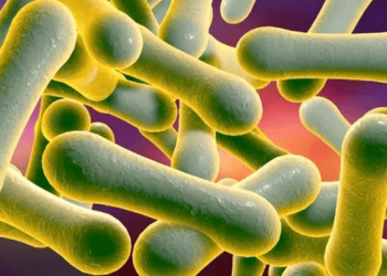 Diphtheria: Yobe records 117 deaths, 1,796 suspected cases