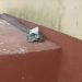 Video of huge snake delivering money to a house goes viral