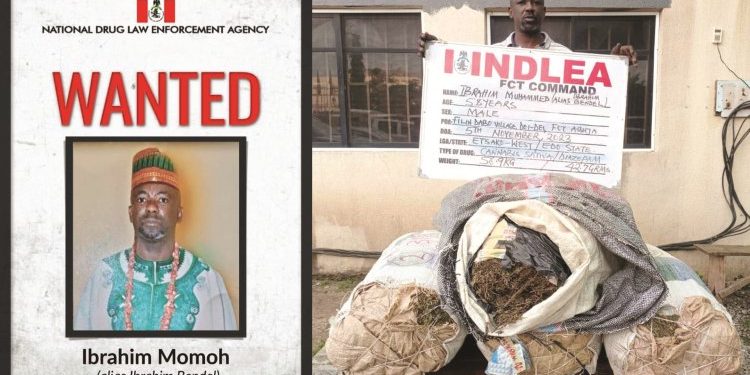 NDLEA rearrests convicted drug kingpin — seven years after escape