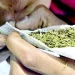 Man butchers friend over wrap of marijuana in Cross River