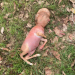 Mutant calf with ‘human head’ is born sparking bestiality fears in small village