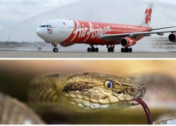 Passengers discover live snake on an AirAsia flight in Thailand