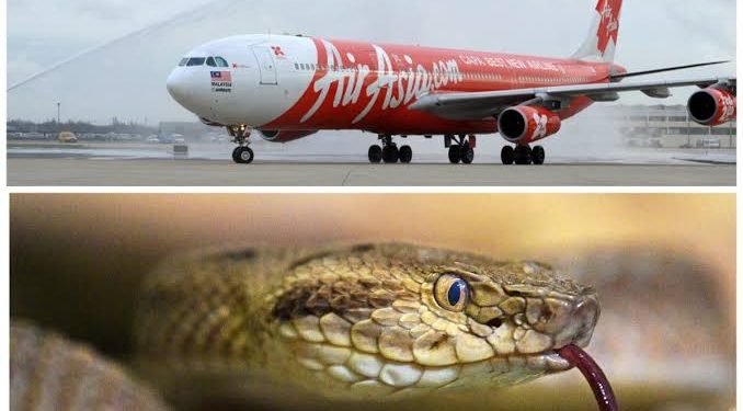 Passengers discover live snake on an AirAsia flight in Thailand