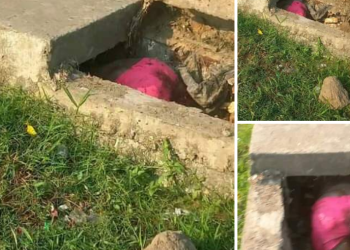 Woman’s decomposing corpse found inside gutter in Yenagoa