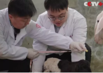 Chinese scientists successfully clone two goats