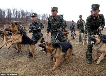 North Korea bans keeping dogs as pets unless they plan to eat them