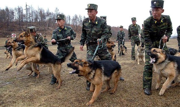 North Korea bans keeping dogs as pets unless they plan to eat them