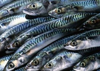 Nigerians’ search for cheap protein drives record mackerel import