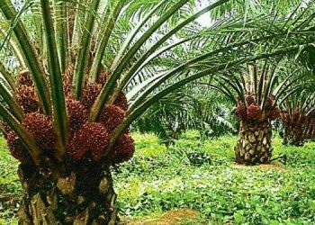 West Africa Facing Shortfall in Palm Oil Production, Says ECOWAS Official