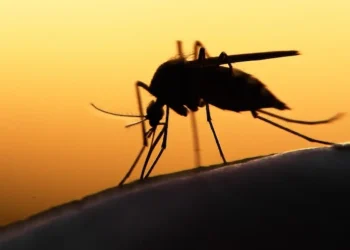 Malaria prevalence in Edo 30% – Govt
