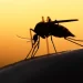 Malaria prevalence in Edo 30% – Govt