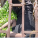 Suspected cable thief electrocuted in Edo