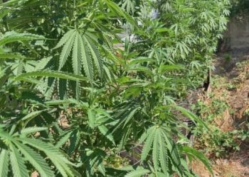 Recreational cannabis becomes legal in Germany