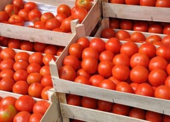 Lagos Market Clash: Unions Threaten To Cut Tomato Supply To South