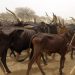 Yoruba Group Bemoans Activities Of Herders In South West, raises alarm over looming food shortage