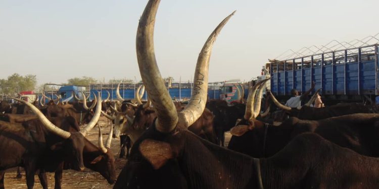 Northern Elders Ask FG To Set Up Pastoralist Commission