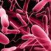 Cholera: 63 Deaths, 2,102 Cases Recorded As Disease Spreads To 33 States