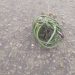 Police Foil Bomb Attack In Lagos