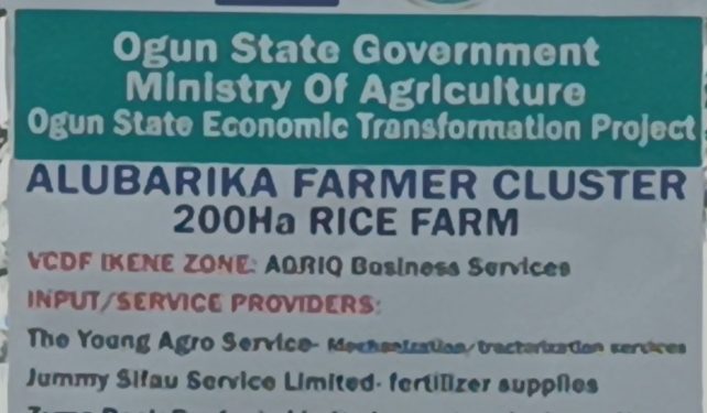 Ogun Rice Farmers Clears Air Behind 200 hectares Magboro Rice Farm