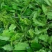 Vegetables from flooded areas contaminated with dead bodies –Borno Gov’t