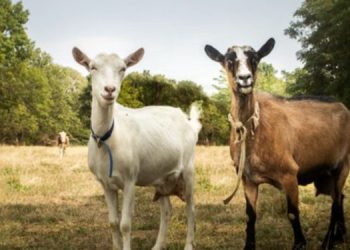 Doctor gives ex-girlfriend two goats as compensation for dumping her