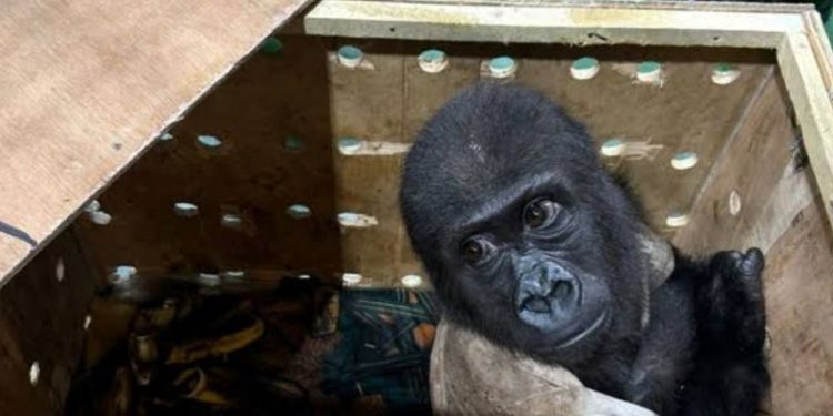 Smuggled gorilla: FG reaffirms commitment to biodiversity conservation