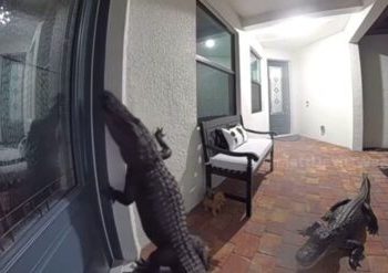 Terrifying moment massive alligators showed up at a home and rang doorbell (video)
