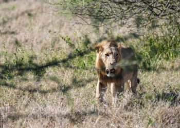 Lion kills 14-year-old girl, elephant kills man in separate incidents 