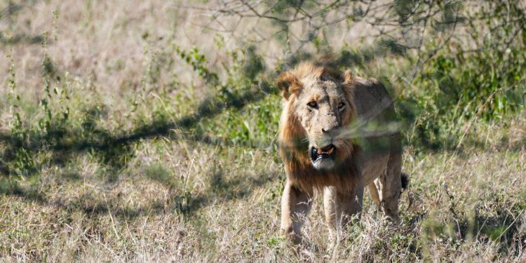 Lion kills 14-year-old girl, elephant kills man in separate incidents 