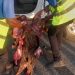 Flights disrupted as Air Peace plane kills antelope at Asaba airport