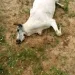 Tragedy as 18 cows die after grazing on fumigated farm in Plateau