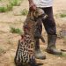 Akure residents reportedly kill rare animal, African civet with ‘valuable skin’